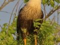 Crested Caracara - Anahuac National Wildlife Refuge