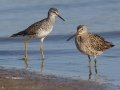 Lesser Yellowlegs with Dowitcher - Bolivar Peninsula