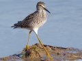 Lesser Yellowlegs - Bolivar Peninsula