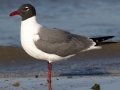 Laughing Gull - Bolivar Peninsula