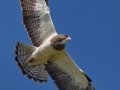 Swainson's Hawk - Bolivar Peninsula