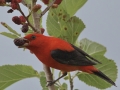 Scarlet Tanager - Anahuac National Wildlife Refuge