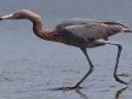 Reddish Egret - South Padre Island