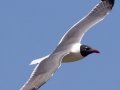 Laughing Gull - Bolivar Peninsula