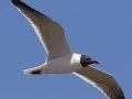 Laughing Gull - Bolivar Peninsula