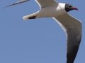 Laughing Gull - Bolivar Peninsula
