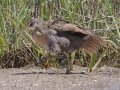 Clapper Rail - South Padre Island