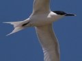 Sandwich Tern