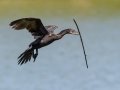 Neotropic Cormorant - High Island