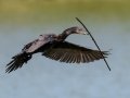 Neotropic Cormorant - High Island