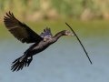 Neotropic Cormorant - High Island