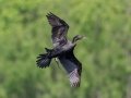 Neotropic Cormorant - High Island
