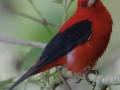 Scarlet Tanager - Anahuac National Wildlife Refuge