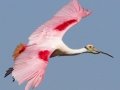 Roseate Spoonbill - High Island