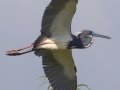 Tricolored Heron - Estero Llano Grande State Park, Weslaco