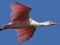 Roseate Spoonbill - High Island