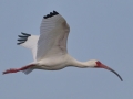 White Ibis - High Island