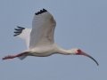 White Ibis - High Island