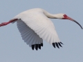 White Ibis - High Island