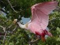 Roseate Spoonbill - High Island