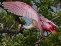 Roseate Spoonbill - High Island