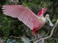 Roseate Spoonbill - High Island