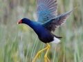Purple Gallinule - Anahuac National Wildlife Refuge