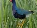 Purple Gallinule - Anahuac National Wildlife Refuge