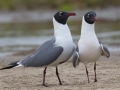 Laughing Gulls - South Padre Island