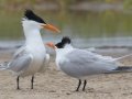 Royal Tern pair - South Padre Island