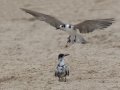 Black Terns -  Bolivar Peninsula