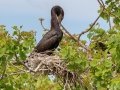 Neotropic Cormorant - High Island