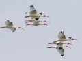 White Ibis - High Island