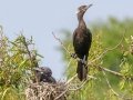 Neotropic Cormorant - High Island