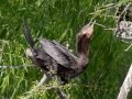 Neotropic Cormorant