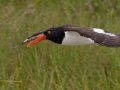 American Oystercatcher