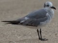 Laughing Gull - Bolivar Peninsula