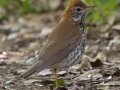Wood Thrush