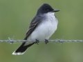 Eastern Kingbird - Anahuac National Wildlife Refuge