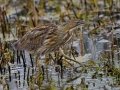 American Bittern - Anahuac National Wildlife Refuge