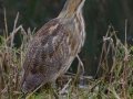 American Bittern - Anahuac National Wildlife Refuge