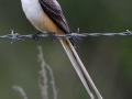 Scissor-tailed Flycatcher - Anahuac National Wildlife Refuge
