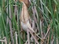 Least Bittern - Anahuac National Wildlife Refuge