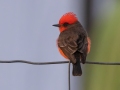 Vermillion Flycatcher - South Llano River SP--Agarita Bird Blind, Kimble County, Texas - May 16, 2023