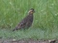 Northern Bobwhite - South Llano River SP--Agarita Bird Blind, Kimble County, Texas - May 16, 2023