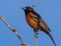 Orchard Oriole - South Llano River SP--Agarita Bird Blind, Kimble County, Texas - May 16, 2023