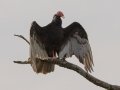 Turkey Vulture - South Llano River SP--Agarita Bird Blind, Kimble County, Texas - May 16, 2023