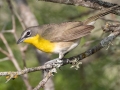 Yellow-breasted Chat - South Llano River SP--Agarita Bird Blind, Kimble County, Texas - May 16, 2023