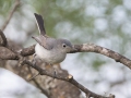 Blue-gray Gnatcatcher - South Llano River SP--Agarita Bird Blind, Kimble County, Texas - May 16, 2023