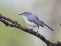 Blue-gray Gnatcatcher - South Llano River SP--Agarita Bird Blind, Kimble County, Texas - May 16, 2023